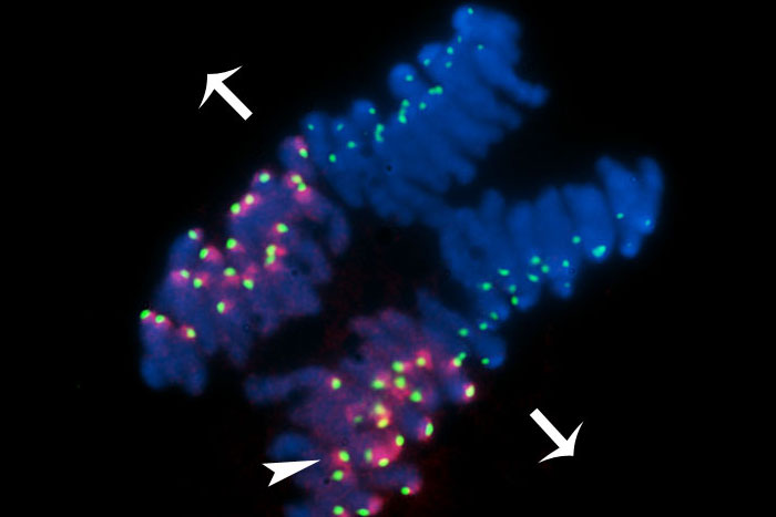 chromosome