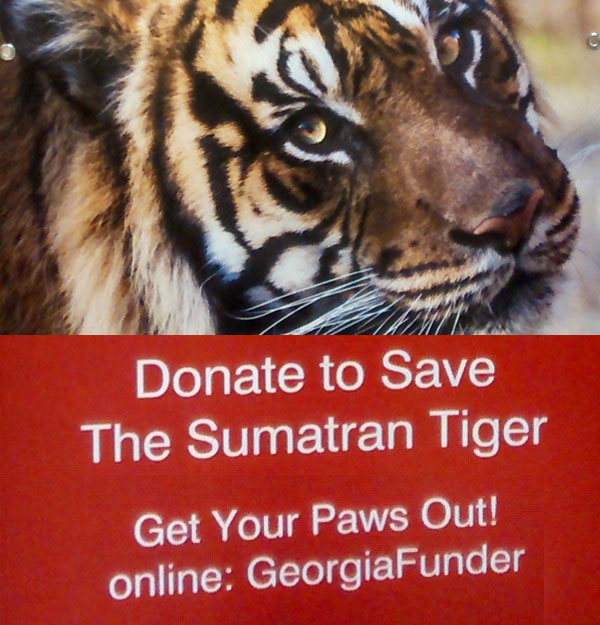 Donate to Save the Sumatran Tiger