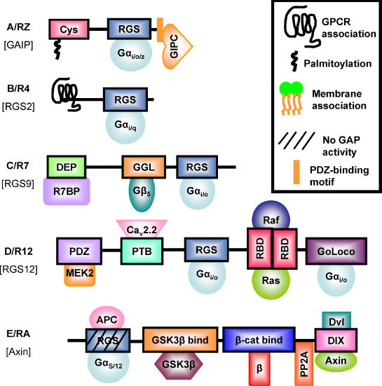 Multiple Sclerosis flowchart