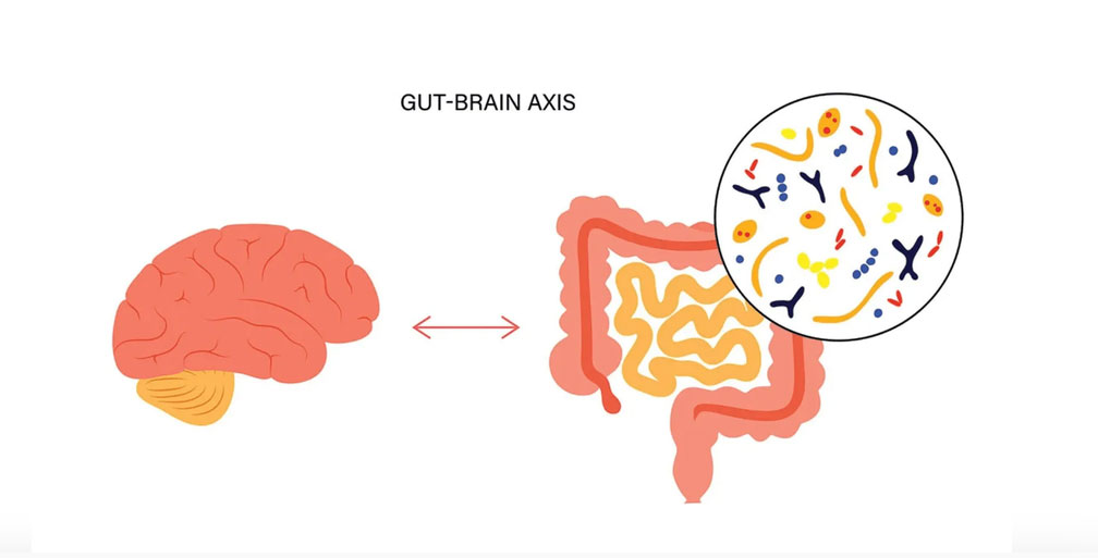 Picture of the gut-brain axis