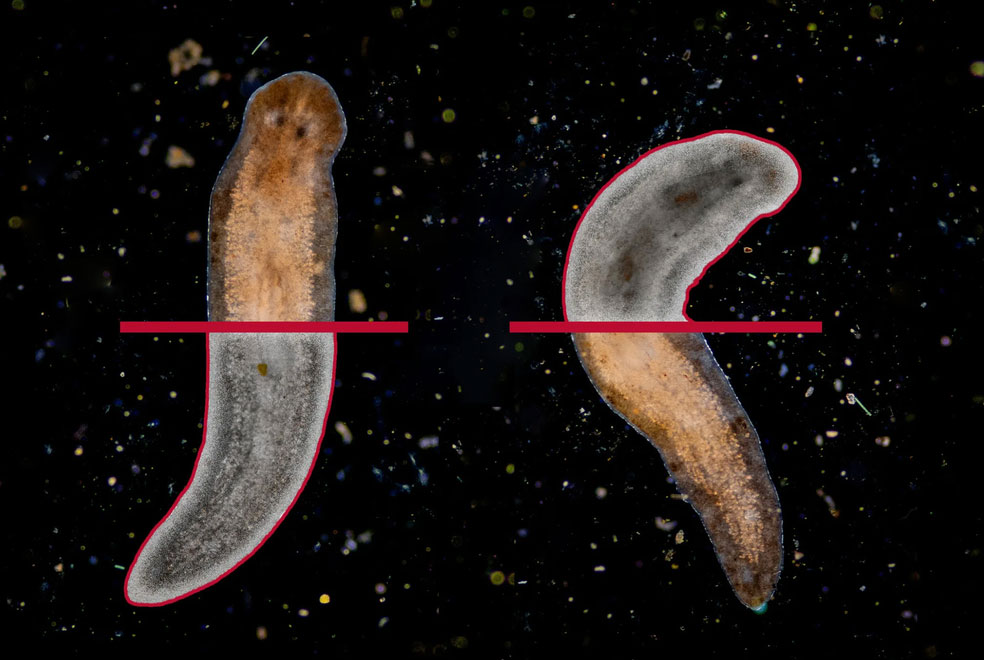 Planarians can regrow their entire body from just a sliver of a body fragment